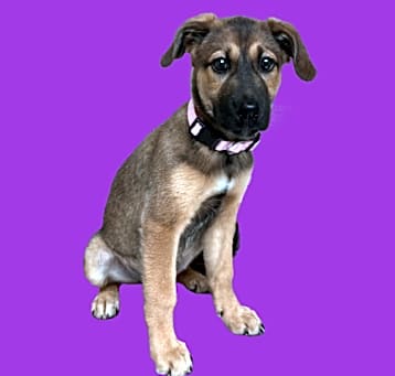 Photo of Lulu
