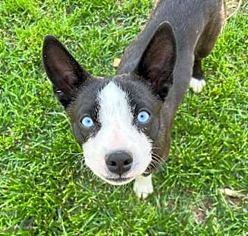 Photo of Bluey