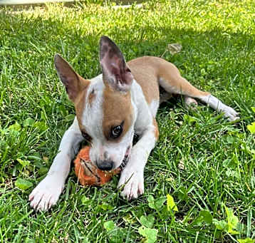 Photo of Piper