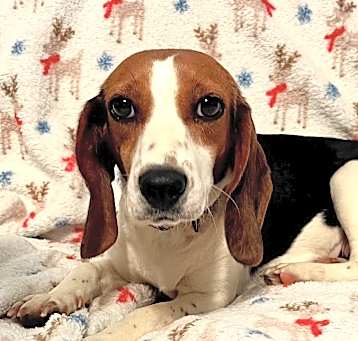 Photo of BUTTERCUP