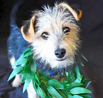 Photo of Lupin