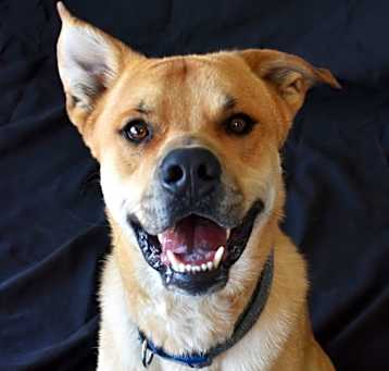Photo of Charlie (Tonka) 
