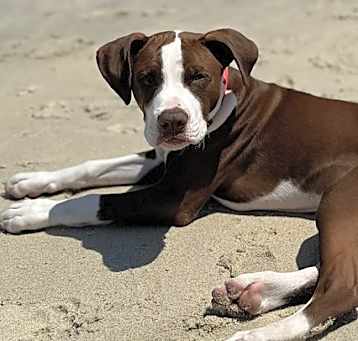 Photo of Waffle