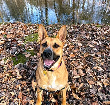 Photo of Tulip