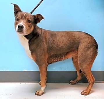 Photo of MOCHA #10142