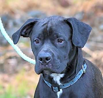 Photo of Loki
