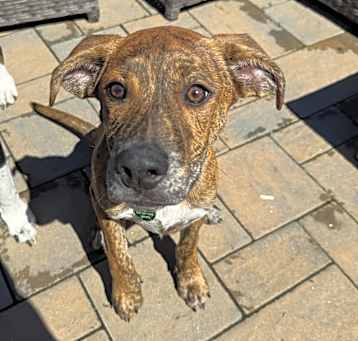Photo of Ryder