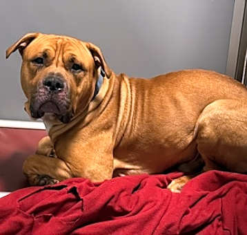 Photo of King Tut (Tootie)