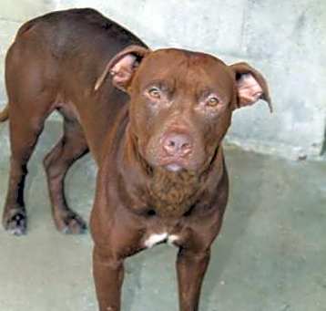 Photo of Sweetie