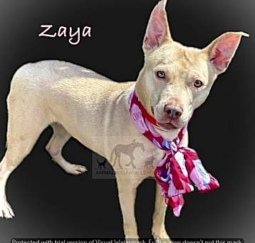 Photo of ZAYA