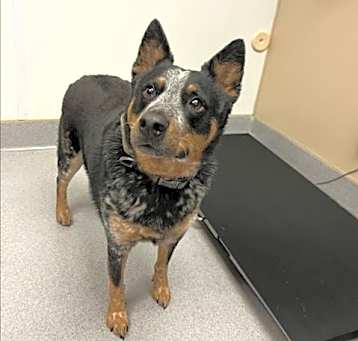 Photo of BLUE
