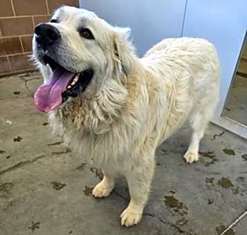 Photo of STRAY-0513-02