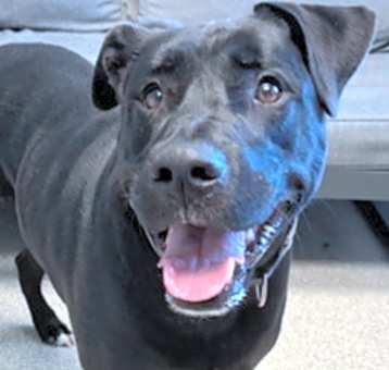 Photo of Goose