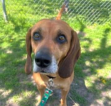 Photo of Ruger