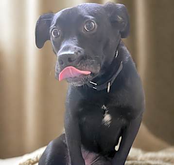 Photo of Ember