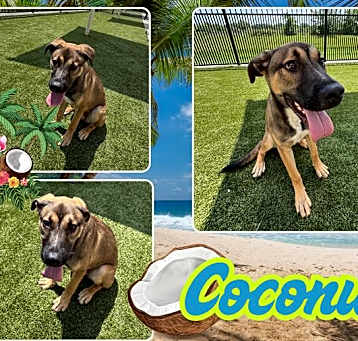 Photo of COCONUT