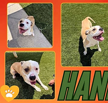 Photo of HANK
