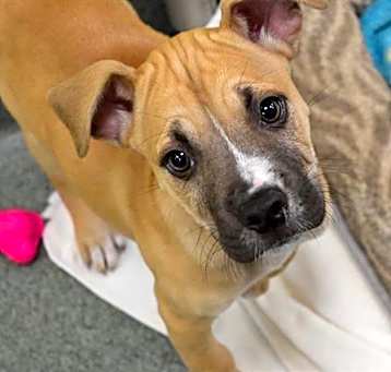 Photo of ANNIE