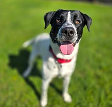 Photo of Oreo