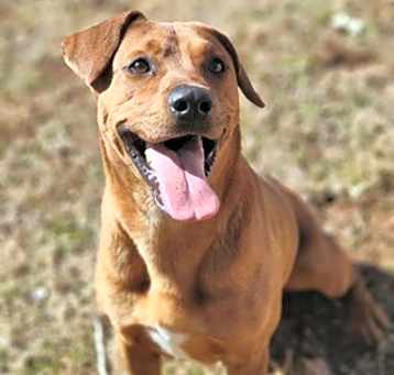 Photo of Buddy