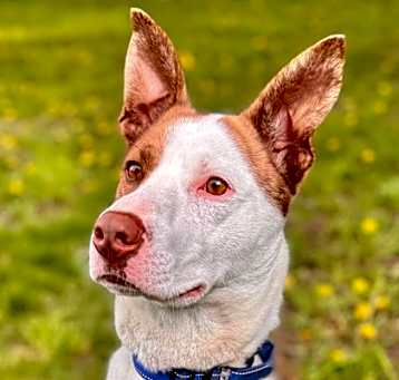 Photo of Romeo