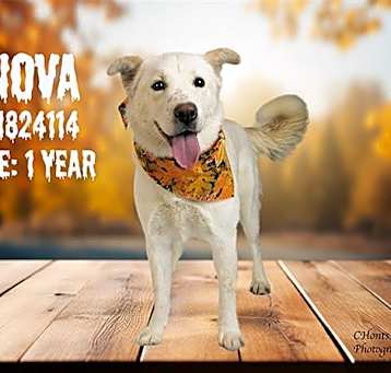 Photo of NOVA