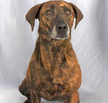 Photo of Tilly 754-22
