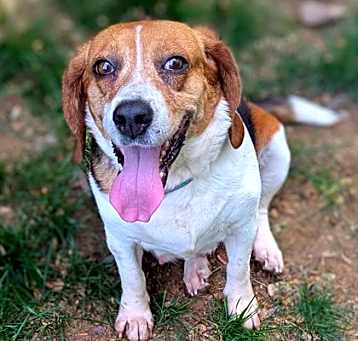 Photo of Olive