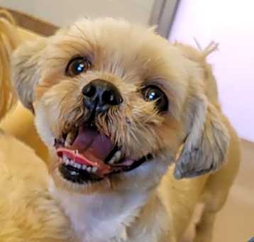 Photo of Gus (Bonded pair with Cleo)