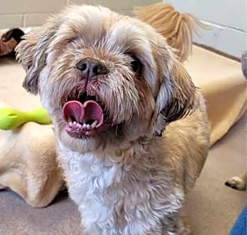 Photo of Cleo (Bonded pair with Gus)