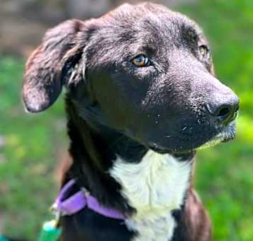 Photo of ZuZu