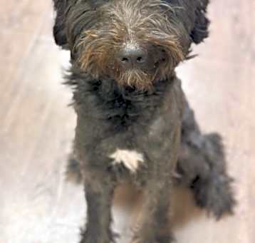 Photo of Dakota
