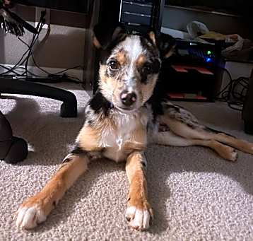 Photo of Tanner