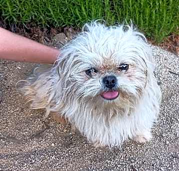 Photo of Poodle mix