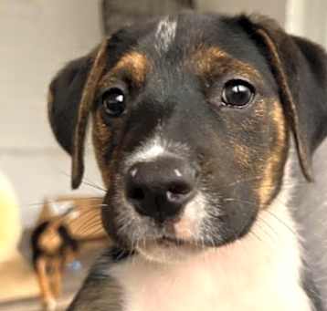 Photo of Little Lady