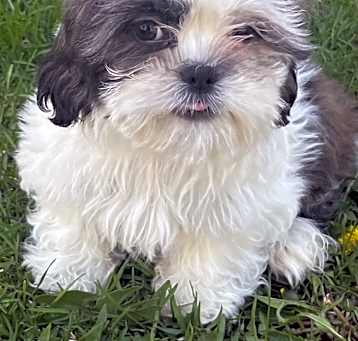 Photo of Whimsy
