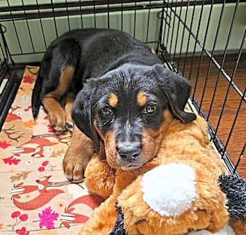 Photo of Mr. Pickles