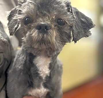 Photo of Sammy