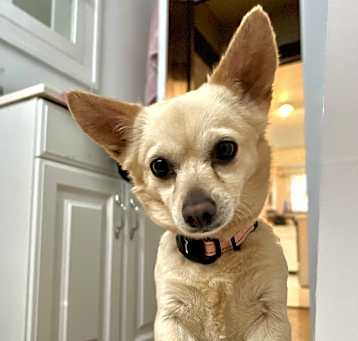 Photo of Miley (Minee)