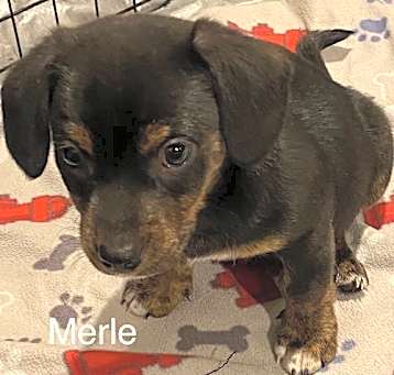 Photo of Merle