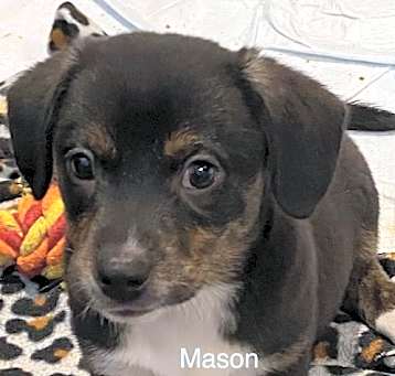Photo of Mason