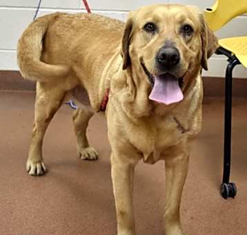 Photo of 88985 Coco