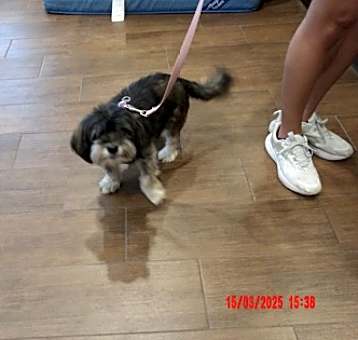 Photo of Snickers