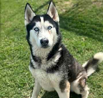 Photo of Woofgang Amadeus