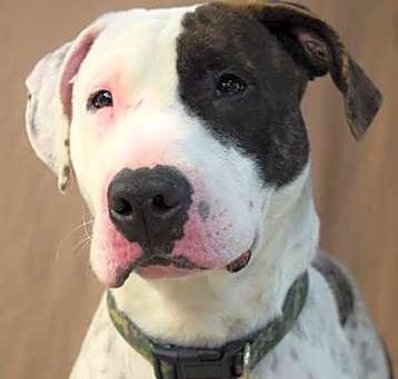 Photo of *BUDDY*