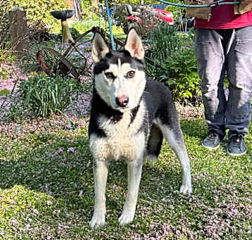 Photo of NY Penelope (Foster Crompond)