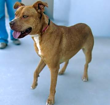 Photo of Penny