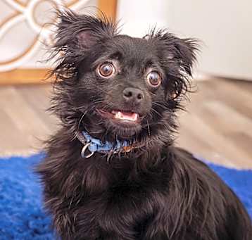 Photo of Cosmo