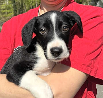 Photo of NY Marco (Foster Carmel)
