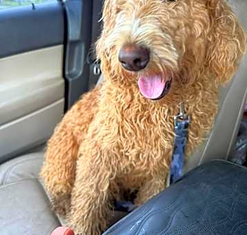 Photo of SADIE in RHODE ISLAND